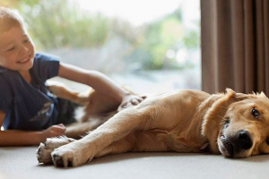 Izbor od 40 najboljih pasa o psima Izbor od 40 najboljih pasa o psima