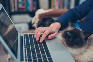 Izbor najboljih citata i aforizmi o mačkama Izbor najboljih citata i aforizmi o mačkama