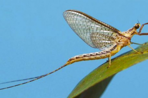 Penile i njihove ličinke: značajke života