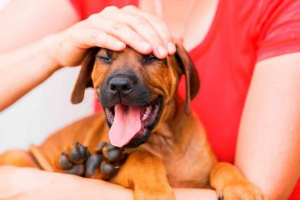 Potkožni čudovi od psa diljem tijela - što to znači? Potkožni čudovi od psa diljem tijela - što to znači?