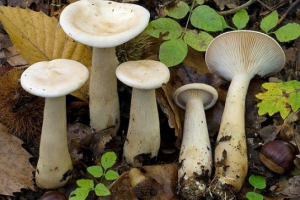 Upozorio je govorušku Upozorio je govorušku