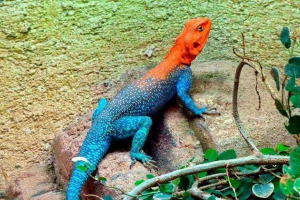 Poikilotermične životinje: primjeri, značajke, prednosti i nedostaci ektotermije