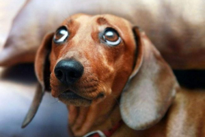 Omsk je policija odbila informacije da je taku izlivena kiselinom Omsk je policija odbila informacije da je taku izlivena kiselinom