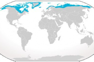 Polarna lisica ili proljeće zajednički Polarna lisica ili proljeće zajednički
