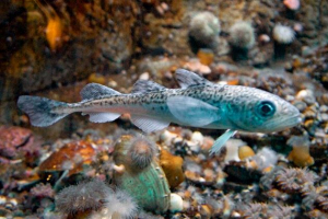 Polarni bakalar Polarni bakalar