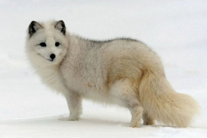 Polarni gutljaj (polarna lisica) Polarni gutljaj (polarna lisica)