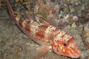 Prugasta bubnja - riba za koju je plaćeno srebro Prugasta bubnja - riba za koju je plaćeno srebro