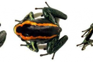 Prugasti najmovi - otrovni vodozemci Prugasti najmovi - otrovni vodozemci