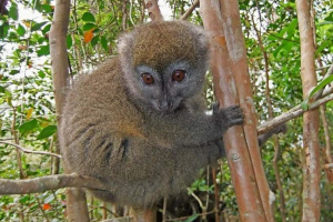 Cammocks su meek lemurs: opis, fotografija, video Cammocks su meek lemurs: opis, fotografija, video