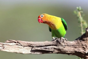 Papige su ljubavnici Papige su ljubavnici