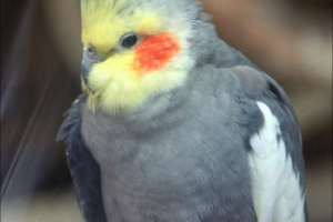 Parrot koroela. Sve o corellahu: fotografija, sadržaj Parrot koroela. Sve o corellahu: fotografija, sadržaj