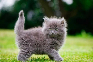 Popularni nadimci za sive mačke i mačke Popularni nadimci za sive mačke i mačke