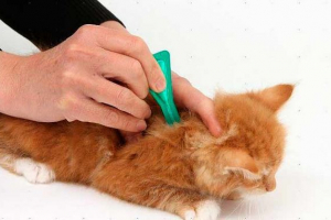 Popularne datoteke iz bloch za mačiće Popularne datoteke iz bloch za mačiće