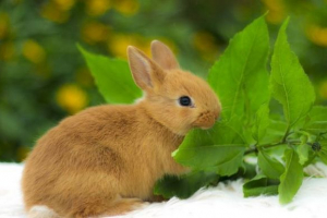 Razmnožavaju kuniće Razmnožavaju kuniće