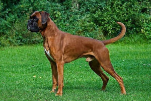 Pasmina psa boksač: opis, razlike i značajke