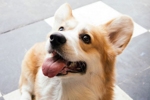 Pasmine pse cuggy - značajke, njegu, fotografiju Pasmine pse cuggy - značajke, njegu, fotografiju