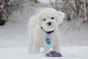 Mali pasmine pasmina s bijelom bojom Mali pasmine pasmina s bijelom bojom