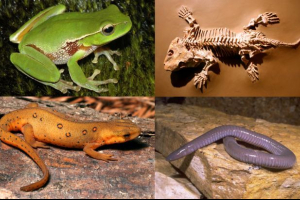 Ponašanje vodozemaca Ponašanje vodozemaca