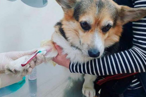 Povećana alkalna fosfataza kod pasa - što učiniti?