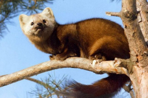 Vatrogasci iz kemerovo uklonili su sa stabla Vatrogasci iz kemerovo uklonili su sa stabla