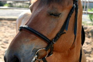 Je li istina da konji spavaju u stojećem položaju?