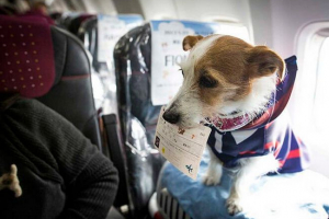 Pravila za prijevoz pasa u ravnini Pravila za prijevoz pasa u ravnini