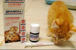 Skuter za mačke i mačke - kako djelovati? Skuter za mačke i mačke - kako djelovati?