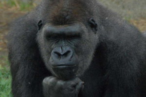 Ljudski predak ima sličnosti s gorilom Ljudski predak ima sličnosti s gorilom