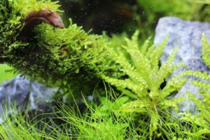 Prednosti biljaka akvarija Prednosti biljaka akvarija