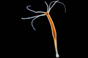 Slatkovodna hidra Slatkovodna hidra