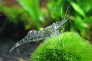 Slatkovodni škampi: značajke sadržaja i uzgoja Slatkovodni škampi: značajke sadržaja i uzgoja