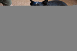 Uzroci i liječenje učestalog mokrenja kod pasa Uzroci i liječenje učestalog mokrenja kod pasa