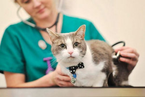 Znakovi i liječenje mikroskopije u mačkama kod kuće Znakovi i liječenje mikroskopije u mačkama kod kuće