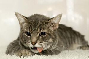 Uzroci i liječenje povraćanja na mački nakon obroka Uzroci i liječenje povraćanja na mački nakon obroka