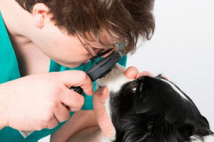 Uzroci i liječenje suza u psu Uzroci i liječenje suza u psu