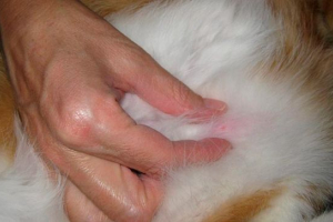 Uzroci i liječenje pečata ispod kože mačke Uzroci i liječenje pečata ispod kože mačke