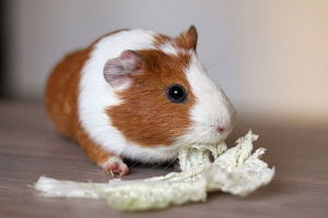 Razlozi za loš apetit i mršavljenja u zamorcima, kako pomoći pet-u? Razlozi za loš apetit i mršavljenja u zamorcima, kako pomoći pet-u?