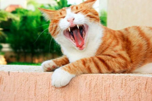 Uzroci mačke u usnoj šupljini u mačkama, mjere prevencije