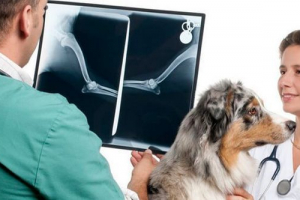 Uzroci kosti sarkome u psu