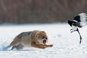 Primjeri strujnih krugova u različitim šumama Primjeri strujnih krugova u različitim šumama