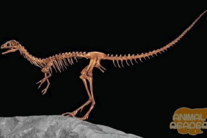 Primitivni dinosauri - šumarstvo