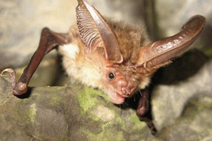 Crvena knjiga teritorija khabarovsk