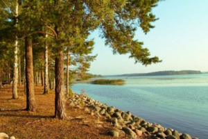 Priroda regije lenjingrad Priroda regije lenjingrad