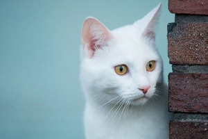 Sanjala je bijela mačka: tumačenje snova Sanjala je bijela mačka: tumačenje snova