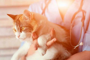 Znakovi askarida u mačkama Znakovi askarida u mačkama