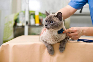 Znakovi, dijagnoza i liječenje virusnog peritonitisa u mačkama Znakovi, dijagnoza i liječenje virusnog peritonitisa u mačkama