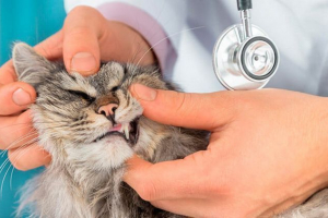 Znakovi, uzroci i liječenje stomatološkog kamena