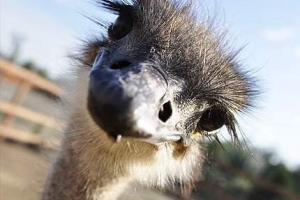 Da li sejevi skrivaju glave u pijesku? Da li sejevi skrivaju glave u pijesku?