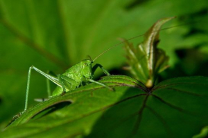 Insekti s nepotpunom transformacijom Insekti s nepotpunom transformacijom