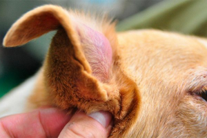 Postupak za olakšanje ušiju kod pasa, postoperativna skrb Postupak za olakšanje ušiju kod pasa, postoperativna skrb